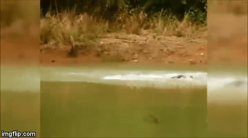 Video: Vừa thoát khỏi chó hoang gian ác, hươu con bị hổ đói đoạt mạng