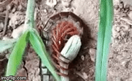 Video: Định nuốt chửng rết