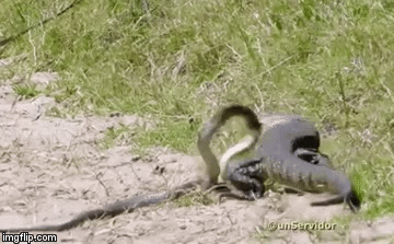 Video: Lực bất tòng tâm, rắn độc nằm im phó mặc số phận vào tay kẻ thù