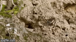 Video: Rắn đuôi nhện ẩn mình trong hang, tung cú đớp 