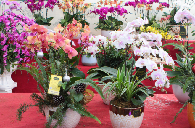 Lan hồ điệp giá hàng chục triệu 