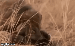 Video: Thường xuyên vô lễ với “nhà vua”, linh cẩu phải trả giá bằng cả tính mạng