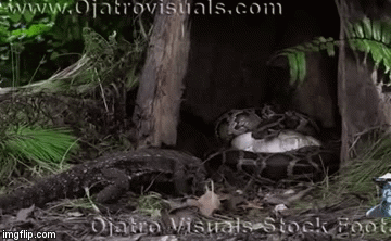 Video: Tò mò chui vào tổ trăn Miến Điện đầy trứng, thằn lằn chịu kết cục đau đớn