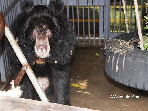 Bi kịch từ “lỗ hổng” pháp luật