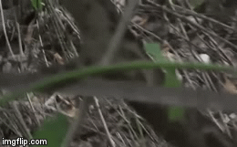 Video: Rắn độc khét tiếng Ấn Độ bị hổ mang chúa hạ gục, nuốt trọn trong tích tắc