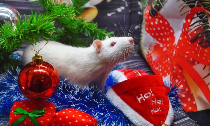 Tử vi đầy đủ cho người tuổi Tý trong năm Canh Tý 2020