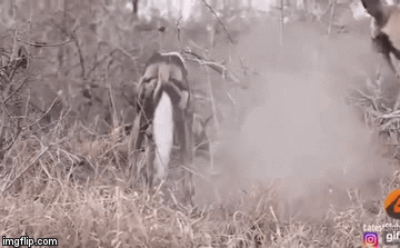 Video: Chó hoang giở tuyệt kỹ đào đất sau đó một thảm kịch xảy ra