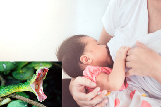 Thực hư tin đồn rắn thích mùi sữa mẹ