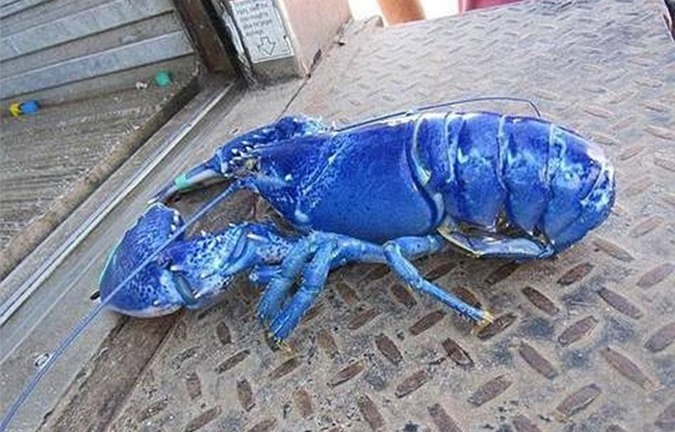 Hy hữu ngư dân Anh bắt được tôm hùm xanh siêu quý hiếm