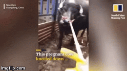 Bò cái mang thai quỳ gối xin tha mạng trước lò mổ, hành động của cư dân mạng mới là điều bất ngờ