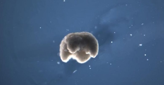 Máy tính gây kinh ngạc khi tạo ra sinh vật sống chưa từng có trong tự nhiên