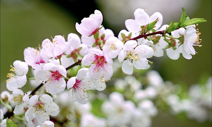 Chùm thơ Xuân Canh Tý 2020