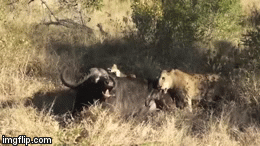 Video: Bị trâu rừng giằng xé suốt 5 giờ, trâu rừng bất ngờ đứng dậy, tung 