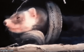 Video: Bị rắn nước “hỏi thăm”, chồn hôi tung đòn chí mạng hạ sát kẻ thù trong chớp mắt