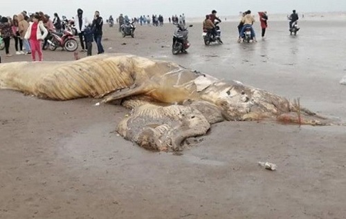 Xác cá voi dài 13m, nặng 10 tấn trôi dạt vào bờ biển Ninh Bình
