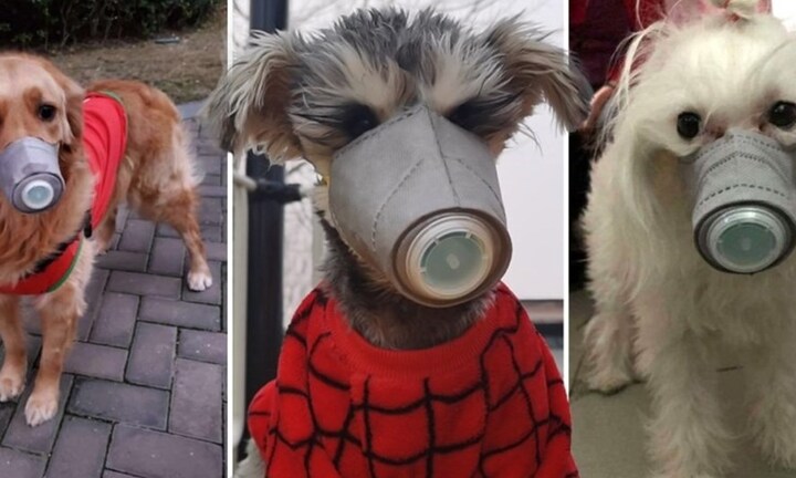 Nhà giàu sẵn sàng bỏ 50 USD sắm khẩu trang chống nCoV cho chó gây sốt