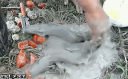 Video: Chỉ nhờ trứng và cà chua, cậu bé tóm sống được cả rổ cá trê