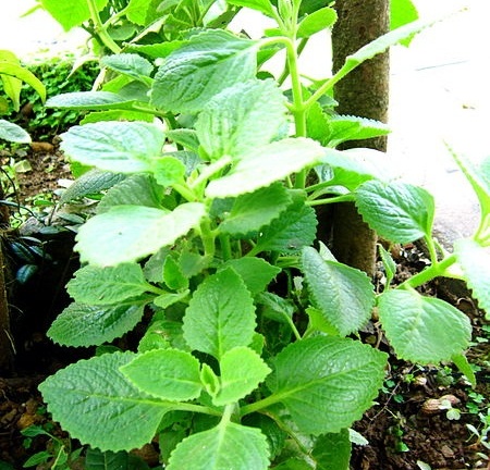 Bảo vệ bé trước tâm dịch corona băng loại cây nhà lá vườn: Lá húng chanh