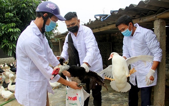 Phát hiện thêm đàn gia cầm có biểu hiện nghi nhiễm cúm H5N6