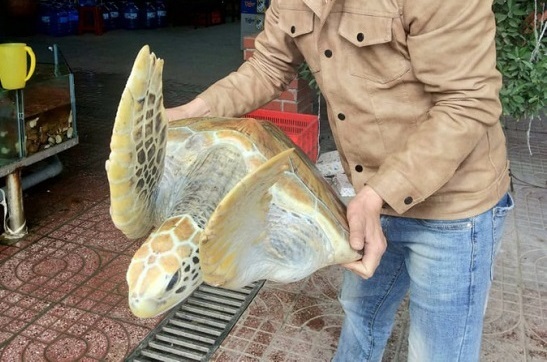 Chủ nhà hàng tại Nghệ An mua rùa quý hiếm thả về biển
