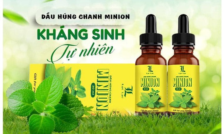Tăng sức đề kháng cho cơ thể bằng dầu húng chanh