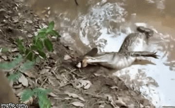 Video: Cá sấu bị giật đến tứ chi cứng đờ vì dại dột tấn công lươn điện