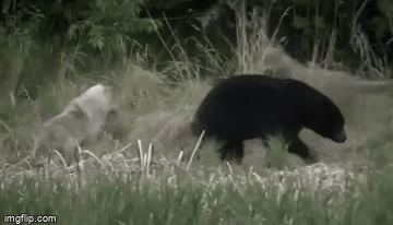 Video: Gấu đen và chó sói lao vào cuộc chiến “một mất một còn” để bảo vệ con non