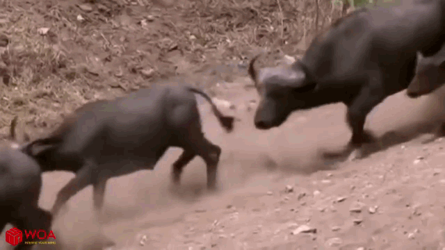 Video: Đàn trâu rừng ùn ùn kéo đến giải cứu đồng loại, 3 con sư tử cuống cuồng bỏ chạy