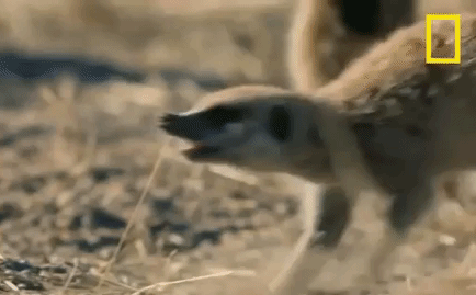 Video: Lạc vào lãnh địa của kẻ thù số 1, rắn hổ mang bị cả đàn cầy vằn châu Phi bao vây