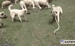 Video: Không may đi nhầm lãnh thổ, con rắn bị bầy chó cắn xé thê thảm