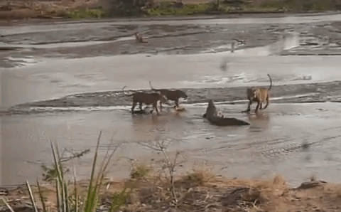 Video: Đến ăn xác voi, cá sấu bị bầy sư tử háu đói quây đánh hội đồng