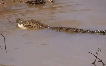 Video: Sở hữu nọc độc khét tiếng, rắn hổ bướm vẫn bị cá sấu hành hạ rồi xé thịt