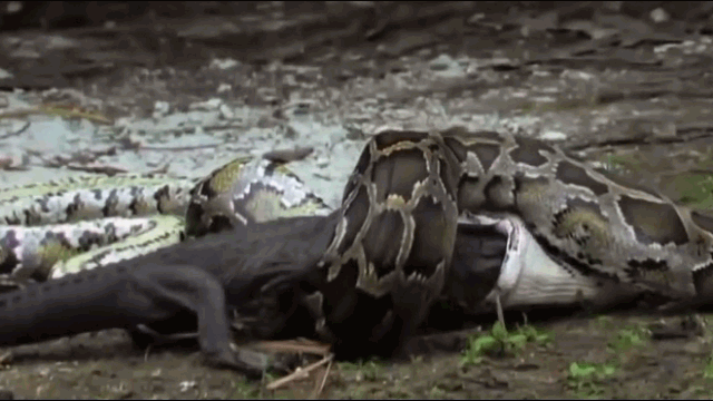 Video: Vừa nuốt chửng cá sấu, trăn 