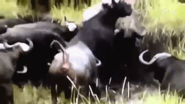 Video: Giết hại nghé con, trâu rừng bị hàng chục con trâu rừng tấn công, giẫm đạp đến chết