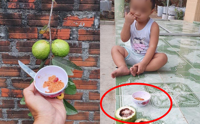 Hí hửng thu hoạch ổi