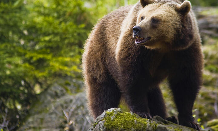 Video: Bị gấu bám theo, cậu bé 12 tuổi thoát nạn bằng cách không ngờ