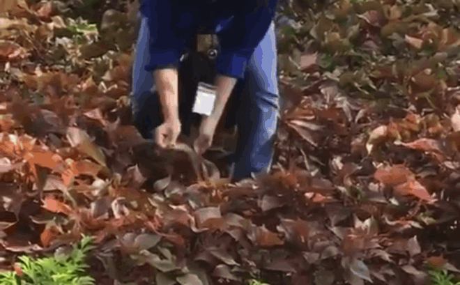 Video: Nữ sinh tay không bắt rắn khiến các bạn nam 