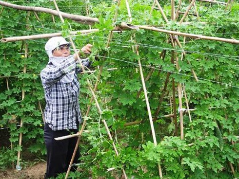 Huyện Tân Lạc - Hòa Bình: Tạo bước đột phá về sản xuất nông nghiệp 