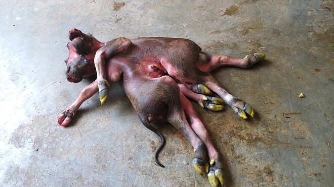 Tin tức thời sự mới nóng nhất hôm nay 7/6/2020: Lạ kỳ nghé 2 đầu, 8 chân ở Nghệ An