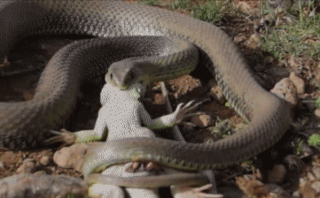 Video: Thằn lằn tung chiêu giả chết đánh lừa rắn độc và cái kết bất ngờ