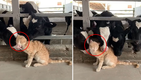 Video: Chú mèo đáng yêu được đàn bò sữa thi nhau 