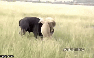 Video: Cả gan đấu với trâu rừng, sư tử bị con mồi phản đòn húc văng ngã ngửa