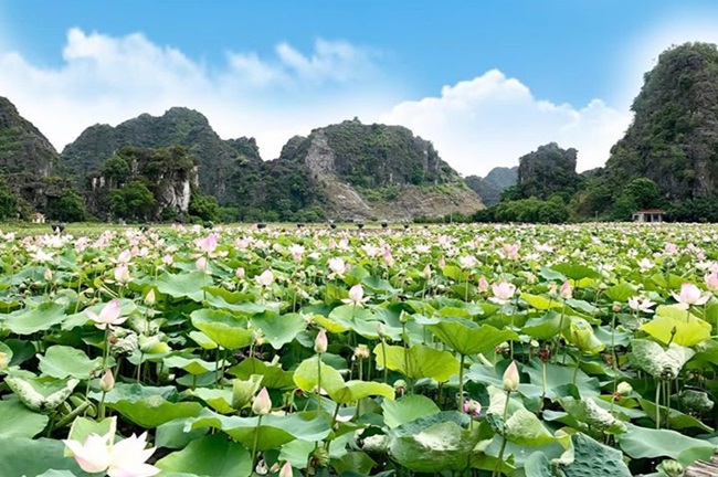 Tư vấn du lịch: Đầm sen Ninh Bình nở đẹp rực rỡ, chị em lên lịch 