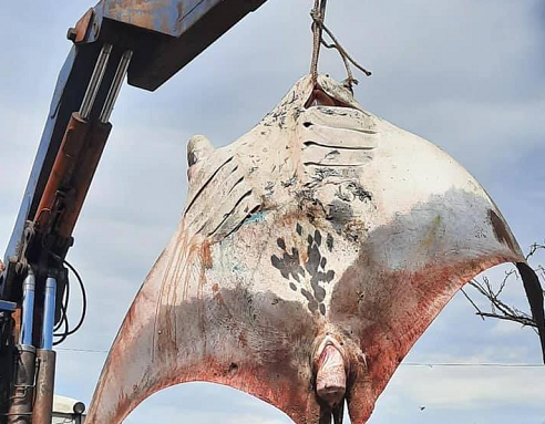 Bắt được cá đuối 