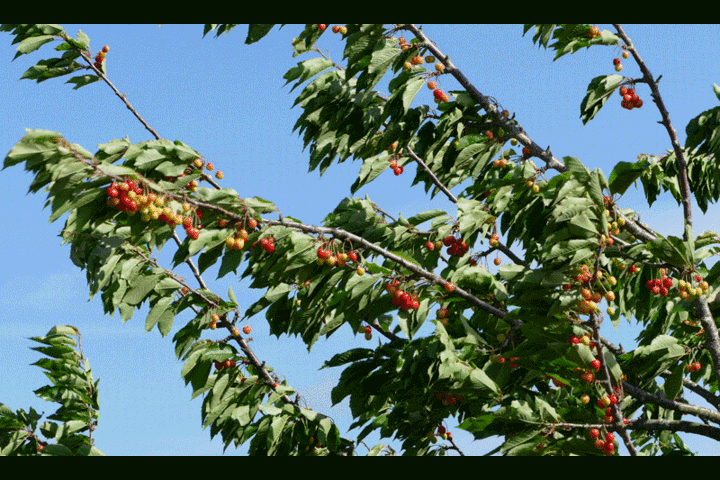 Cây me mọc ra trái cherry, dân mạng dụi mắt nhìn đi nhìn lại vẫn ngỡ ngàng 