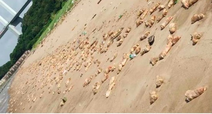 Video : Hàng nghìn chiếc chân giò lợn dạt vào bờ biển Trung Quốc không rõ nguyên nhân