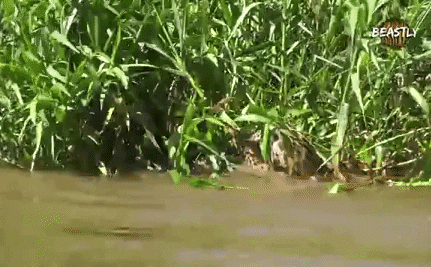 Video: Báo đốm hạ đo ván cá sấu Caiman dưới nước rồi lôi lên bờ ăn thịt