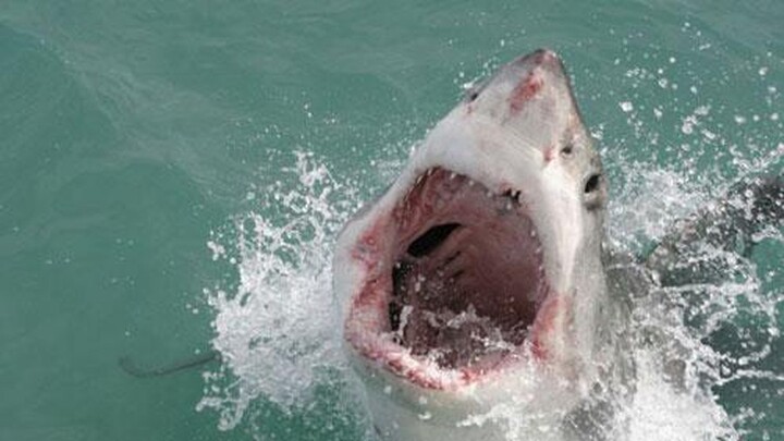 Video: Cá mập trắng sát thủ bất ngờ bị cả đàn cá ngừ dàn trận truy đuổi ngoài khơi