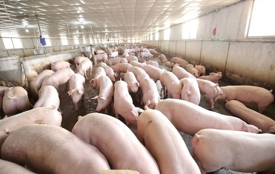 Giữa đại dịch COVID-19, đại gia lời 