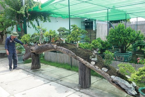 Mục sở thị khu vườn gần 1.000 cây cảnh bonsai hiếm có khó tìm của đại gia Hà thành, giá trị lên đến vài chục tỷ đồng
